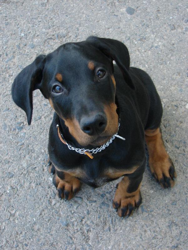 Foto: dobrman Elity, cca 4 m�s�ce