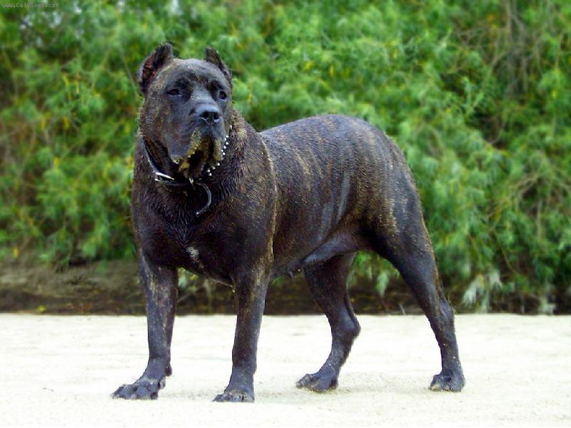 Foto: Parisienne-Rey Gladiador