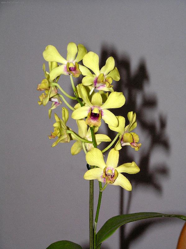 Foto: Dendrobium