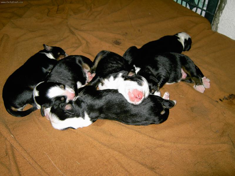 Foto: Bela-�t�n�tka