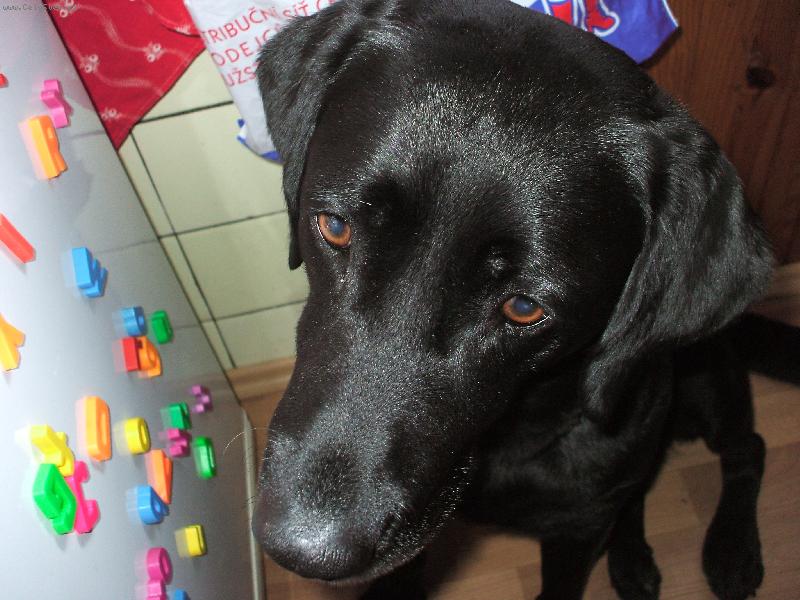 Foto: Ben���k-Ben����ek ze zhoraa