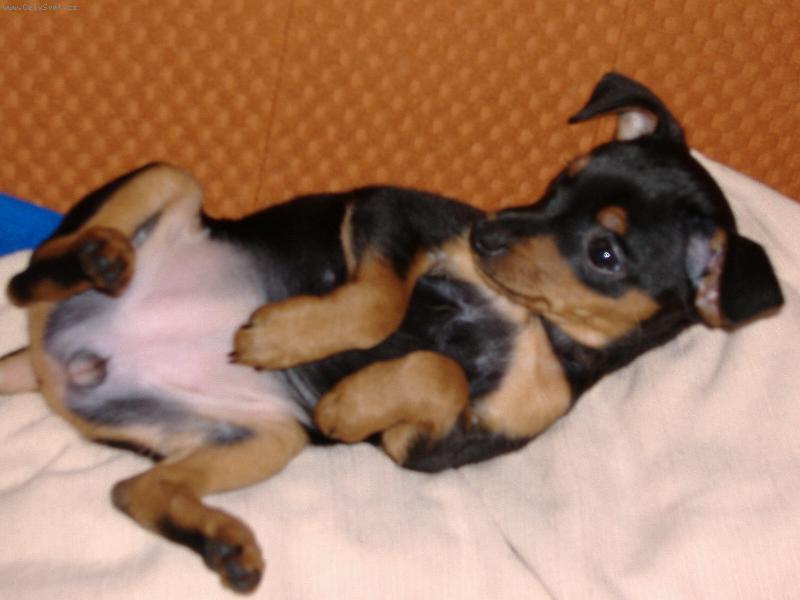 Foto: Cherry-A u� se odpo��v�