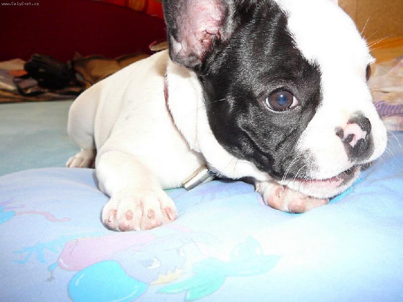 Foto: Lilith - v�t�� mimi-Nou koment...