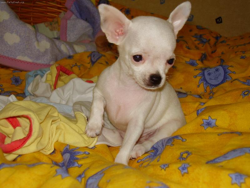 Foto: Jassinka jako �t���tko