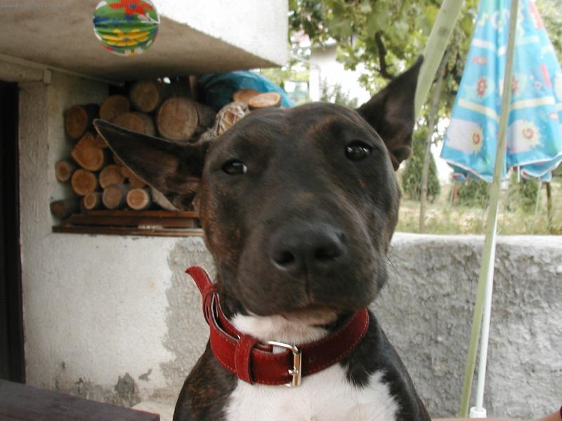 Foto: dej mi pusu...-Nika