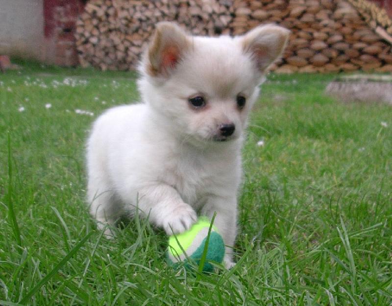 Foto: Draco-bratr�nek Gerriho a Robiho