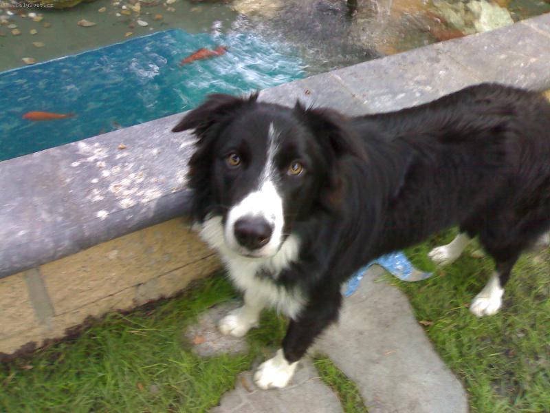 Foto: My border collie-Andy (9 m�s�c�)