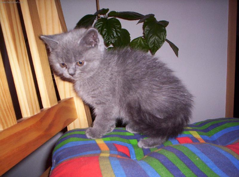 Foto: Britsk� kot� Britany-mil��ek rodiny