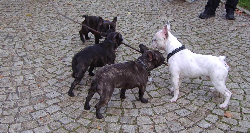 Foto: buldo�ci kamar�di