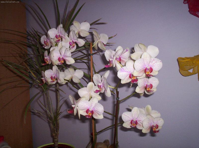 Foto: phalaenopsis