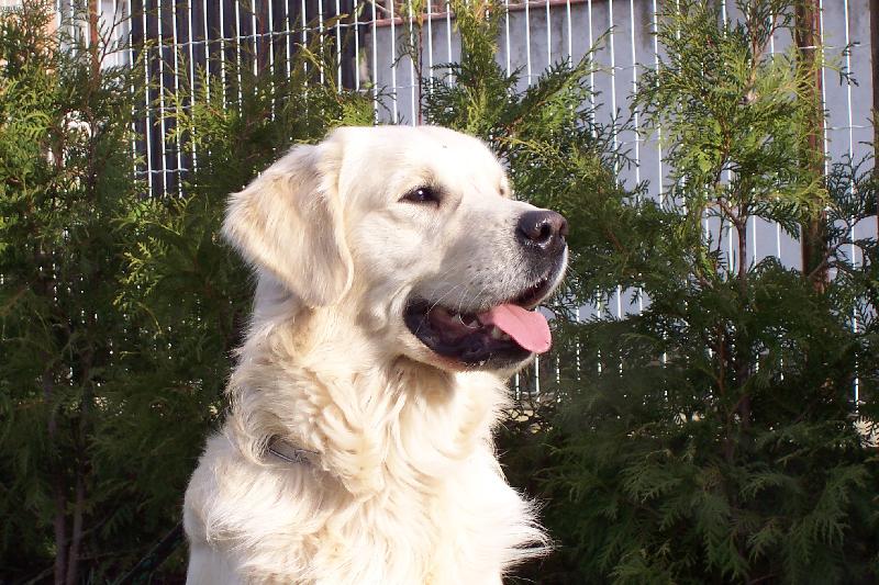 Foto: Merlin Golden Erinor