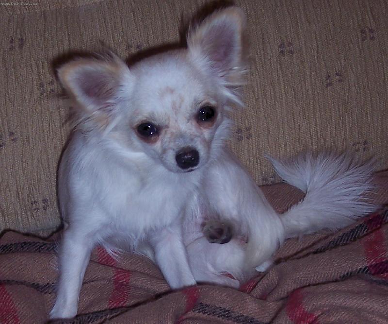 Foto: Bella Jolly Pixie