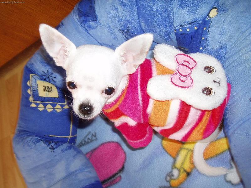 Foto: Jassinka v oble�ku