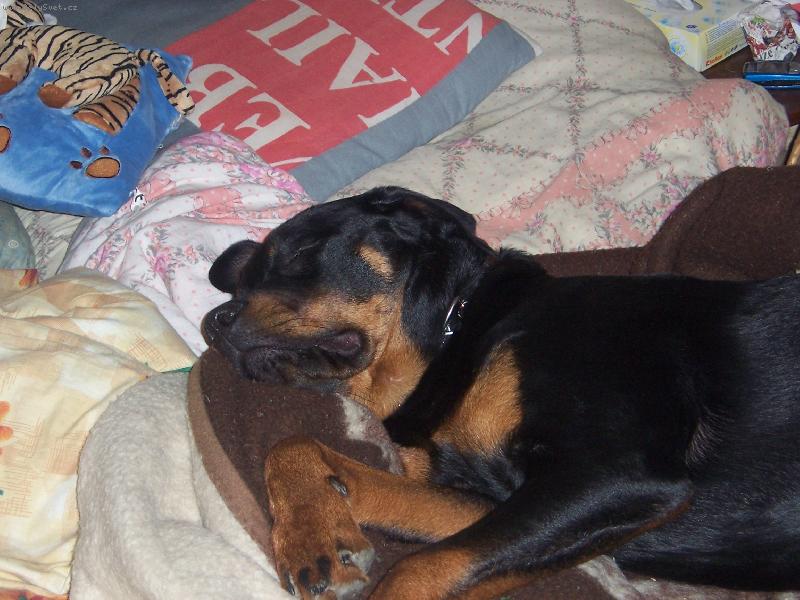 Foto: Muj mil��ek-Kor�a haj�