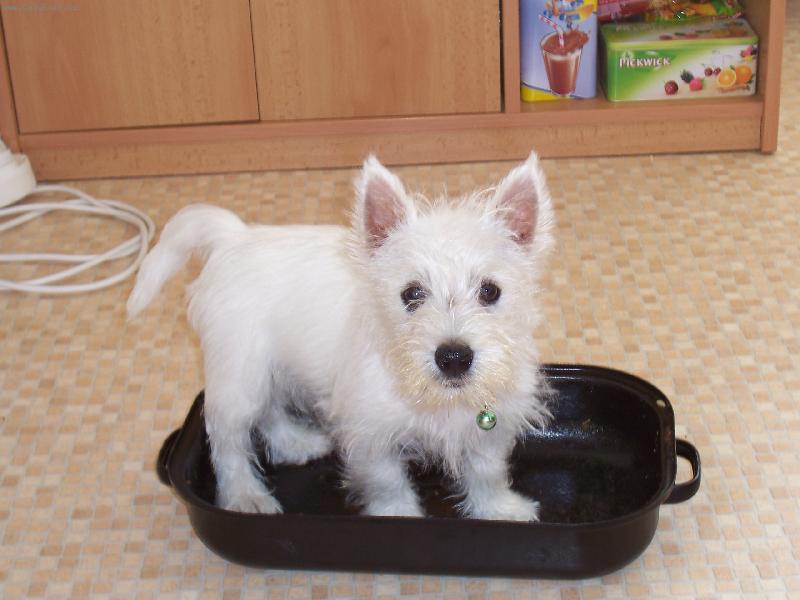 Foto: No co meju n�dob�