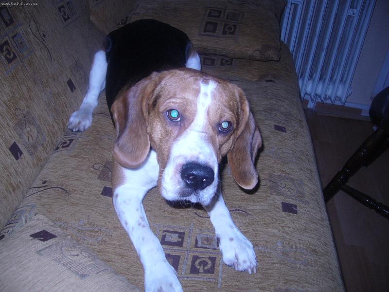 Foto: Samuel-nejhez�������