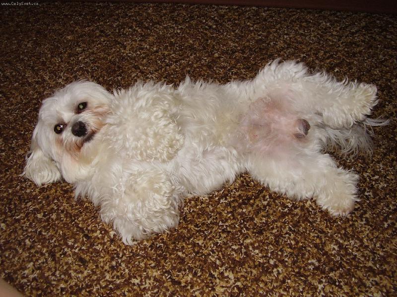 Foto: N� mil��ek Samuel