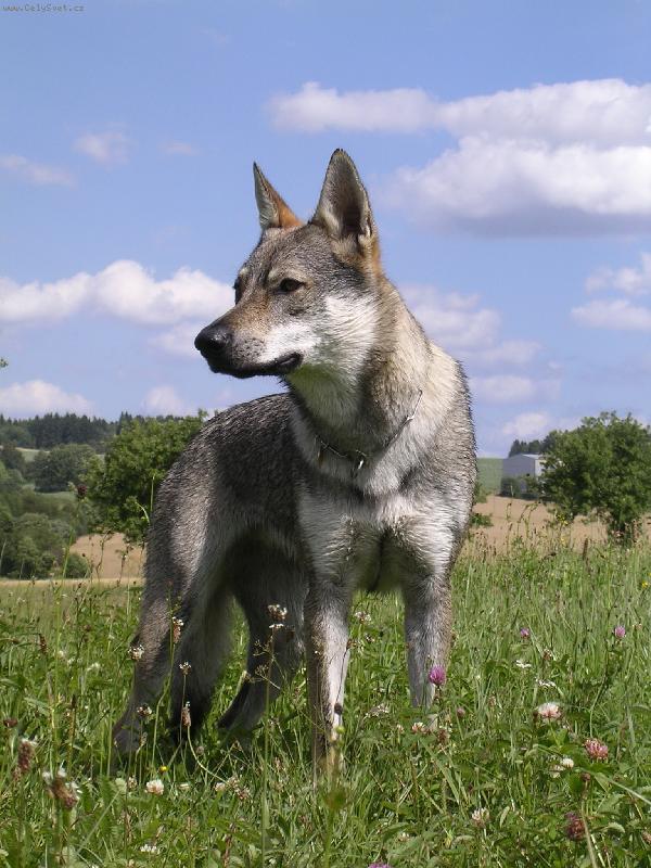 Foto: Gira Dakmat CS-Mlad� fena