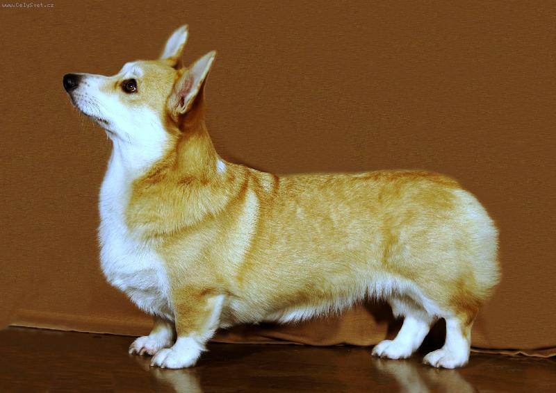 Foto: Dragonjoy-Dragonjoy - 2 roky