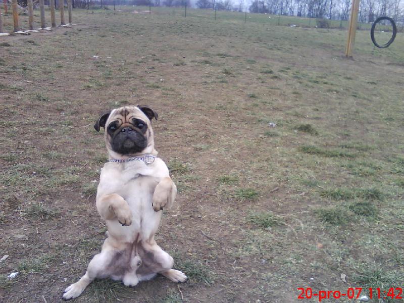 Foto: mops Eddy-m�j zaj��ek