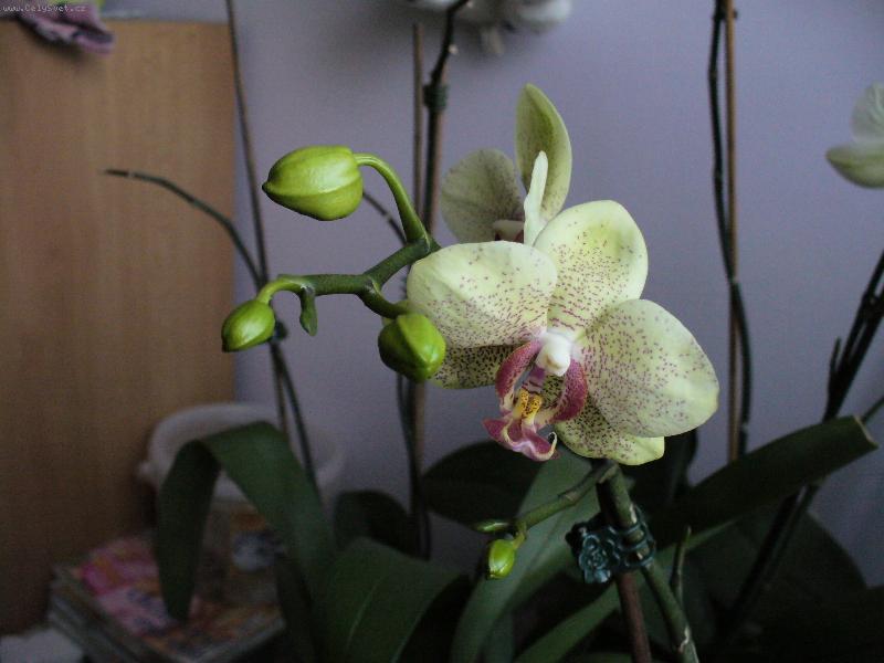 Foto: phalaenopsis
