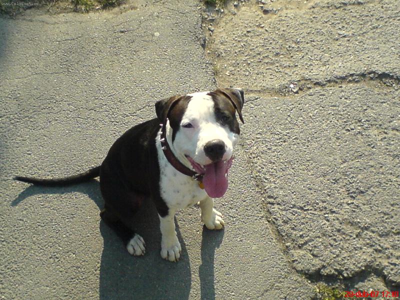 Foto: N� mil��ek-Bade�ek 13 m�s�c�