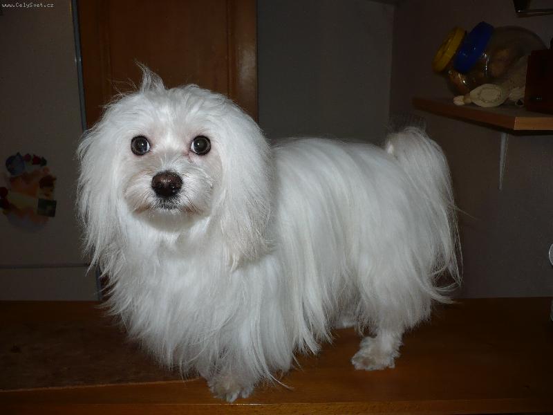 Foto: Kim-po koup�n�