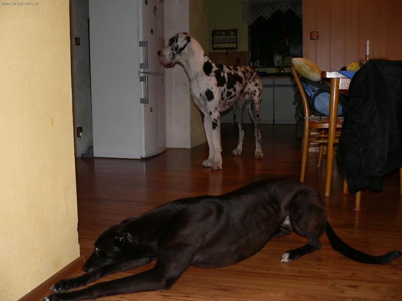 Foto: Orinek a irsk� lady DeeDee