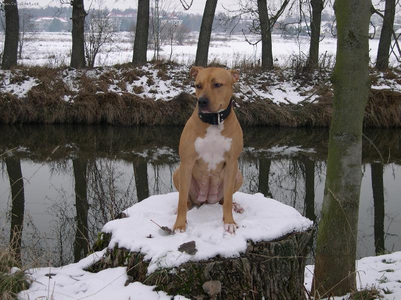 Foto: Atilla:)-...p�zujem...;)