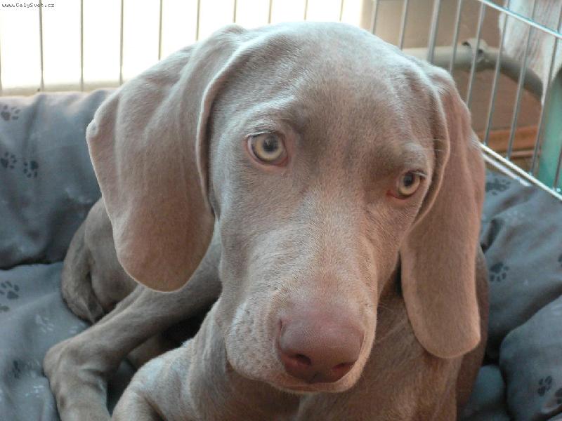 Foto: zamy�len� mlad� krasavice