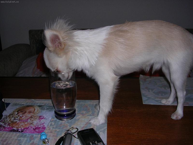 Foto: velk� ��ze�