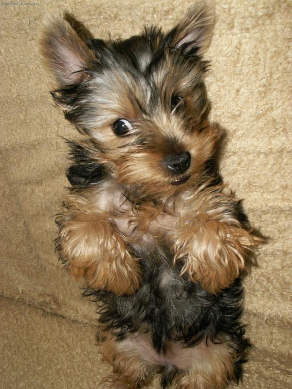 Foto: Jessy-... nespim, ja hl�d�m:)