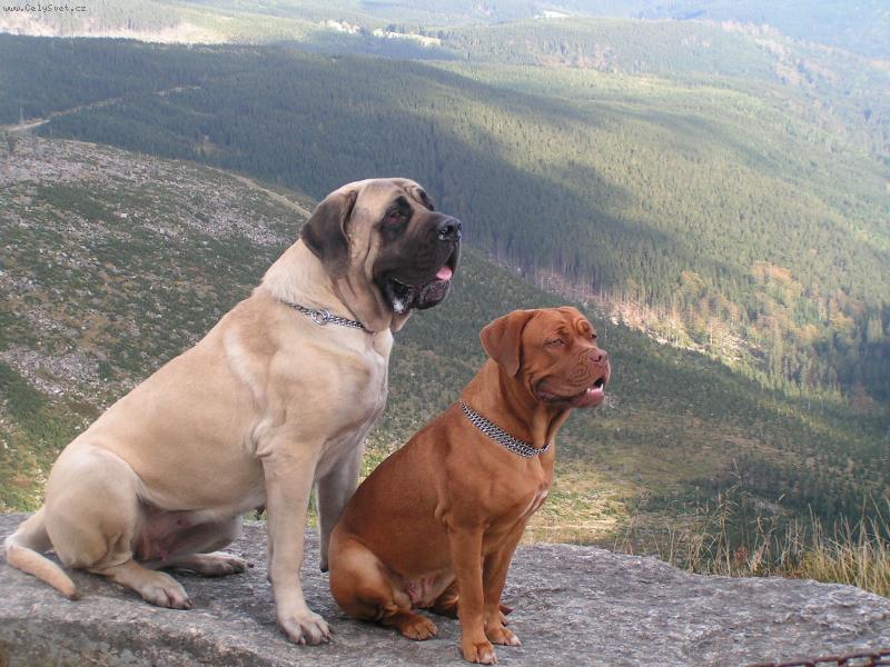 Foto: F�fa a Viktorka na M�se�k�ch-Par�da