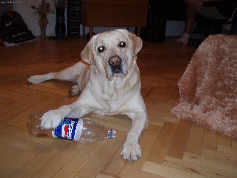 Foto: Andy Sviadnovsk� kozl�k