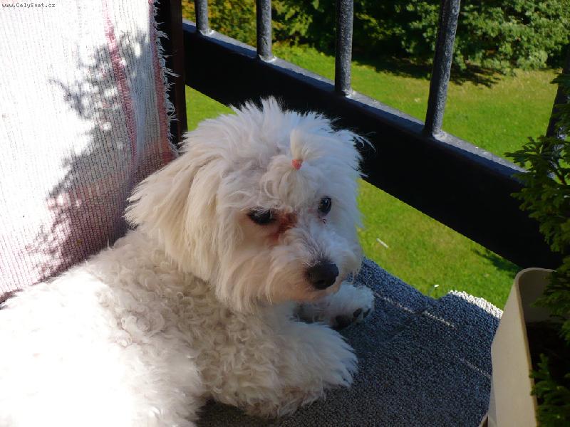 Foto: Lili-zravna se opaluji