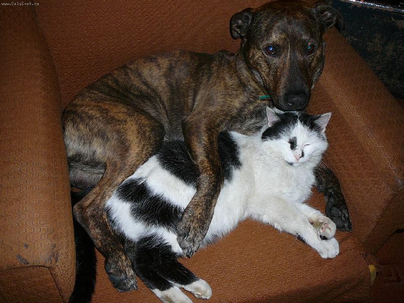 Foto: Pes a ko�ka-Dasty a jeho k�mo� Max :-)