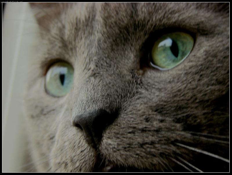 Foto: Mac�k-n� inteligent