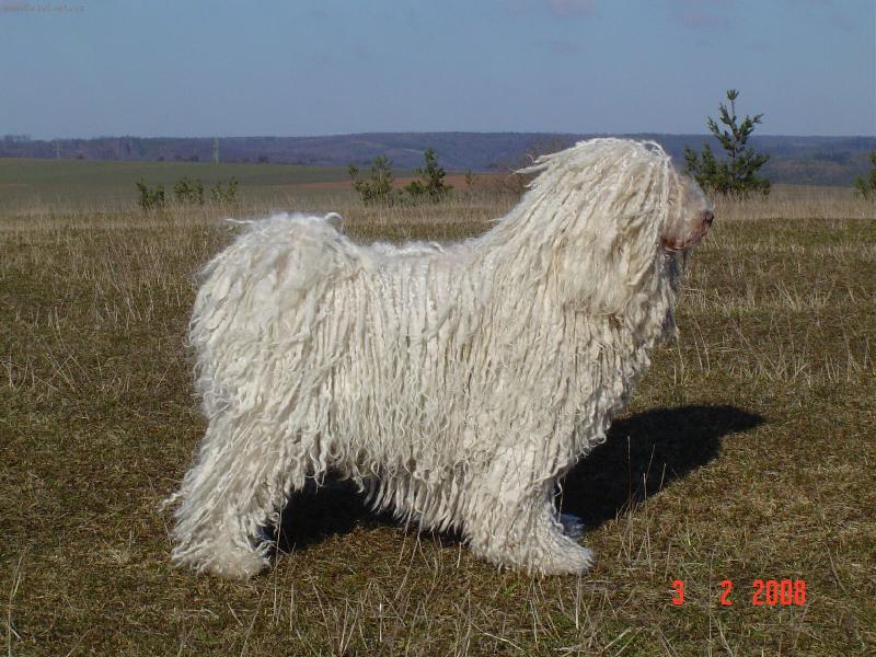 Foto: Puli b�l�-JCH, CH �R,SR Lenke Marosteleki