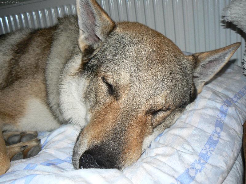 Foto: Neru�it, sp�m!