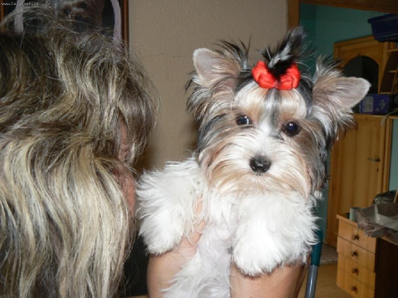 Foto: www.york-biewer-terier.cz-na�e poklady