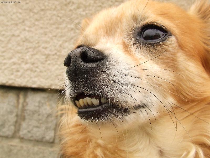 Foto: �um�n a jeho �upl�k