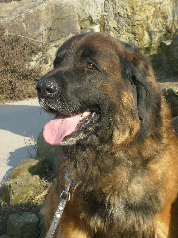 Foto: Zlat�� Leonberger