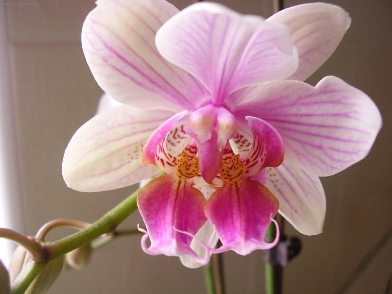 Foto: Dvojt� kv�t-Phalenopsis