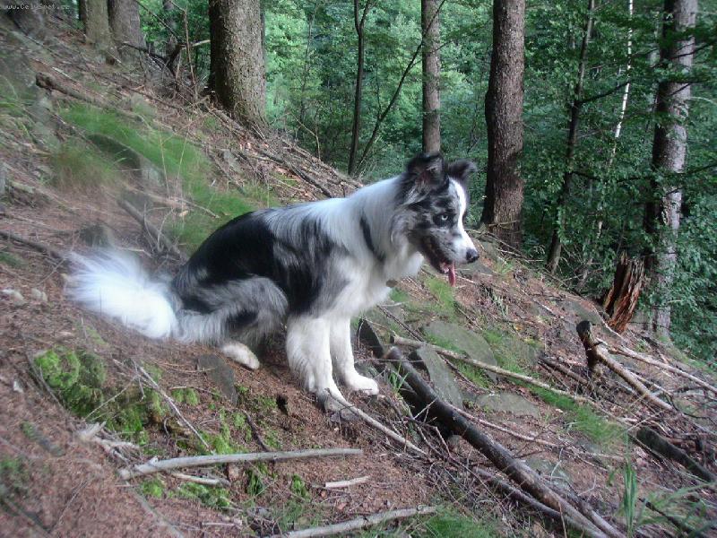 Foto: border�k v Beskydech