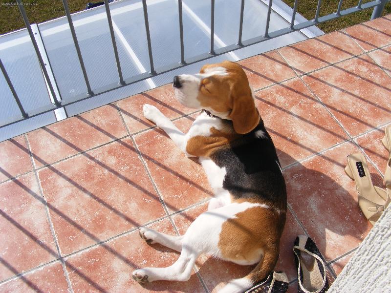 Foto: Bur�k se opaluje .-)