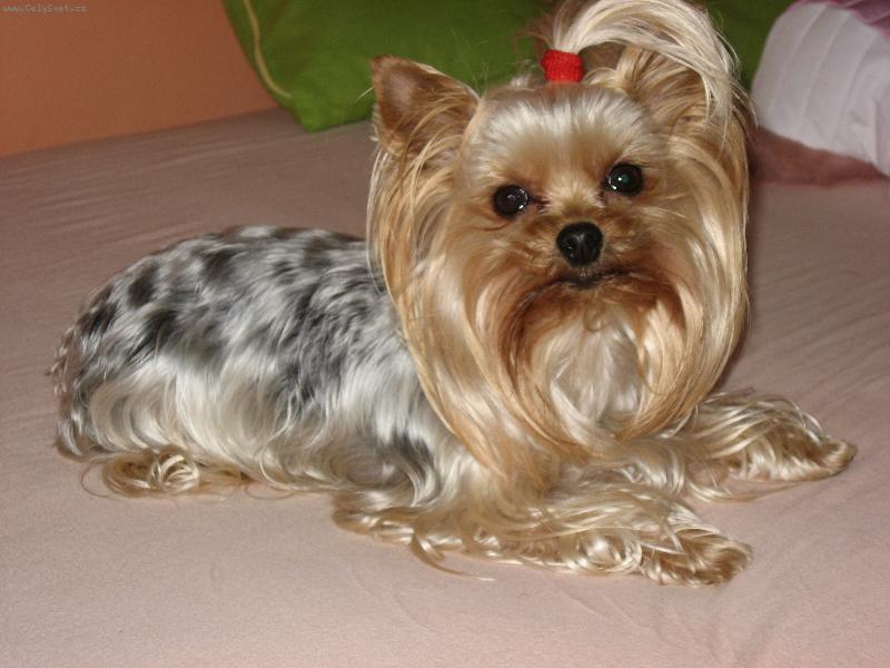 Foto: Beru�ka-jen tak