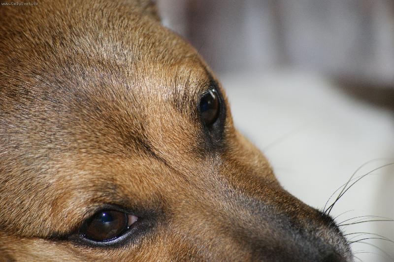 Foto: odpo��v�m..-jackie na makro