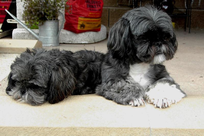 Foto: JSEM VE ST�EHU