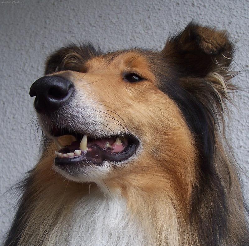 Foto: M�j mil��ek-kolie