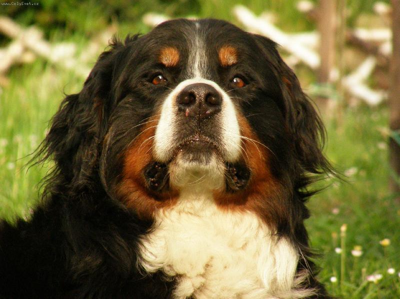 Foto: Bad :-)-m�j �u �u :-)) �ili dareb�k :-)